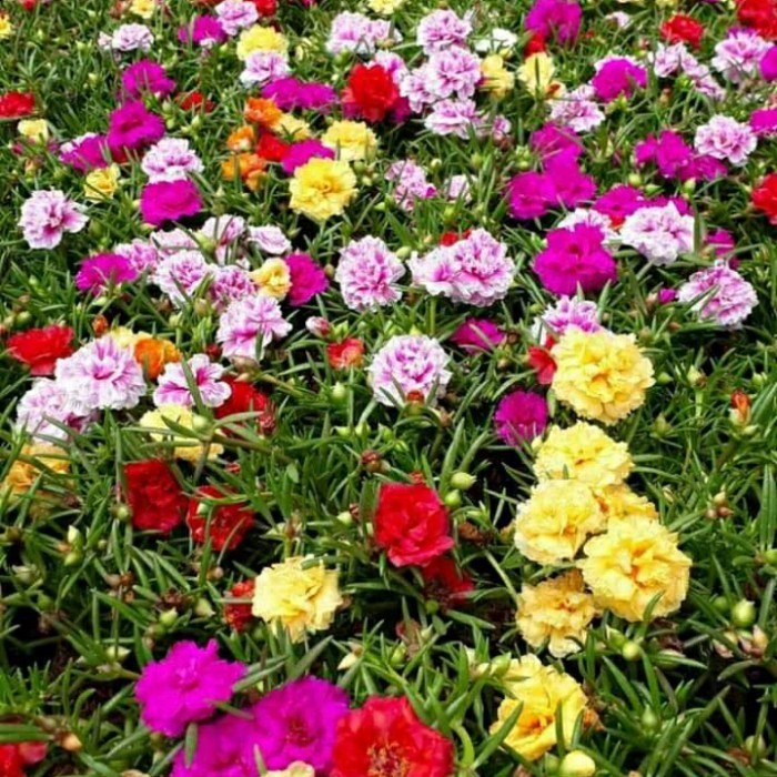 tanaman hias sutra bombai / krokot bunga promo