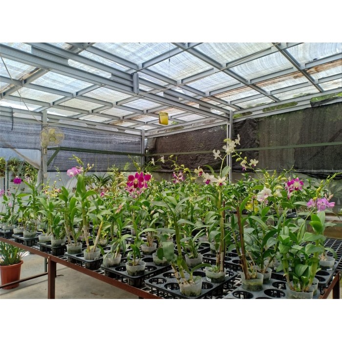 Paket anggrek dendrobium berbunga