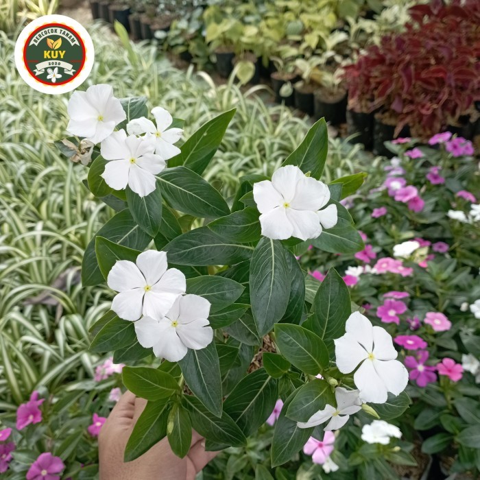 tanaman hias tapak dara bunga tapak dara tanaman tapak dara putih