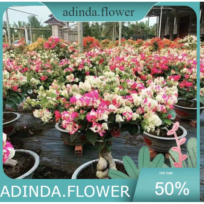 TANAMAN HIAS BUGENVIL BUNGA KERTAS WARNA WARNI