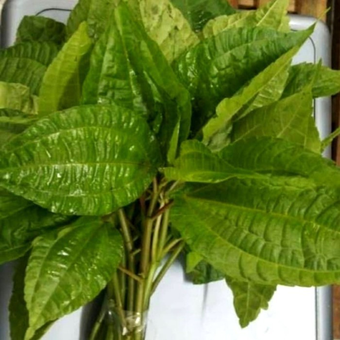 

DAUN POHPOHAN LALAPAN SEGAR