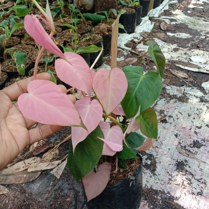 tanaman hias philodendron micans pink mican pink