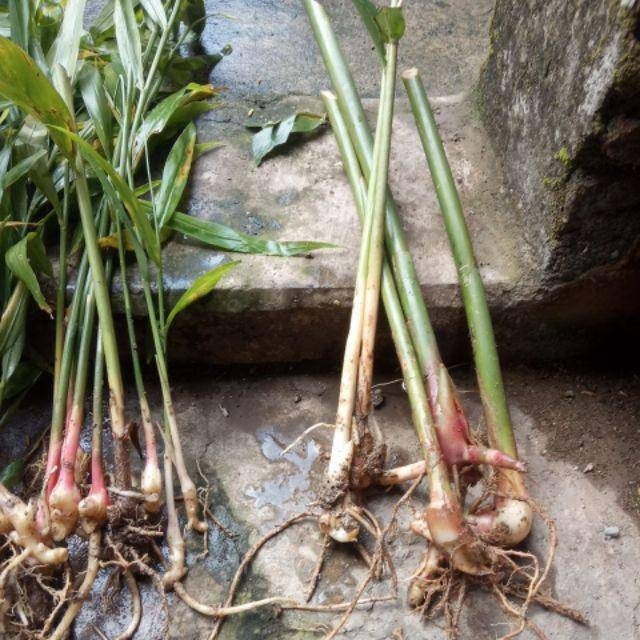 Bibit lengkuas/laos putih