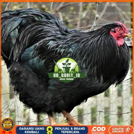 

Telur ayam black australorp / telur ayam hias / telur fertil siap cod UD_GOBIT_ID