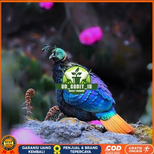 

Telur ayam hias ringneck impeyan pheasant fertil bisa ditetaskan Langsung UD_GOBIT_ID