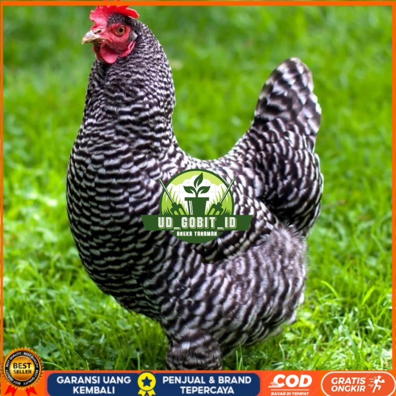 

TELUR AYAM HIAS PETELUR BARRED ROCK UNTUK DI TETASKAN UD_GOBIT_ID