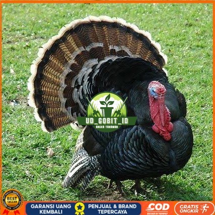 

Telur ayam kalkun jumbo / telur ayam hias / telur fertil siap kirim UD_GOBIT_ID