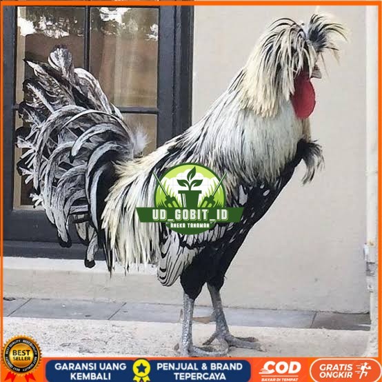 

telur ayam poland hias siap ditetaskan - ayam polan UD_GOBIT_ID