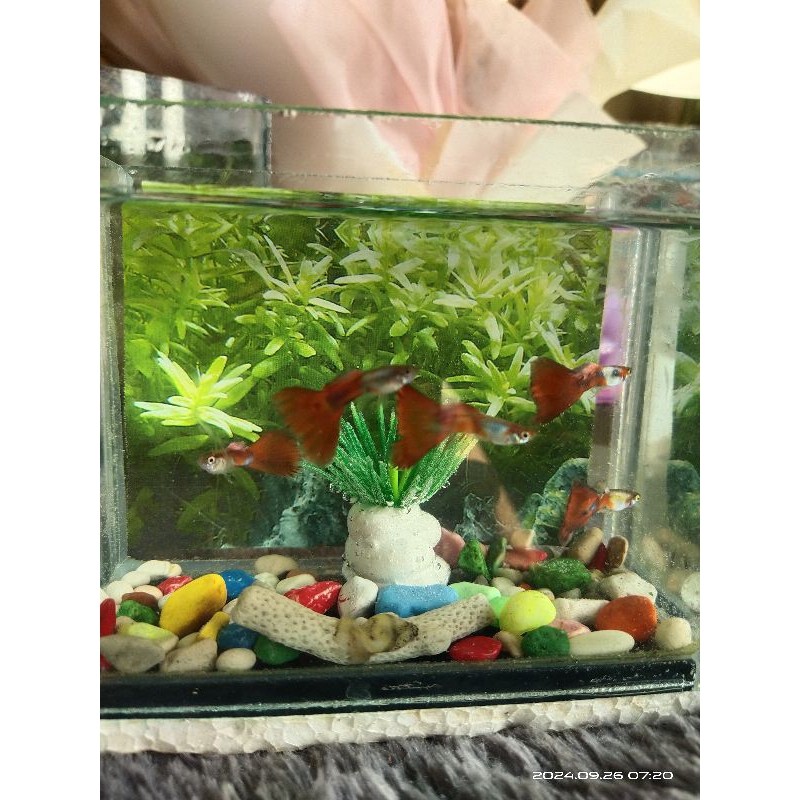 

stiker anomali guppy+ekor merah lebar sepasang