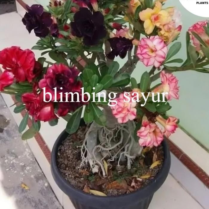 ADENIUM KAMBOJA JEPANG BUNGA TUMPUK//4 WARNA NEW
