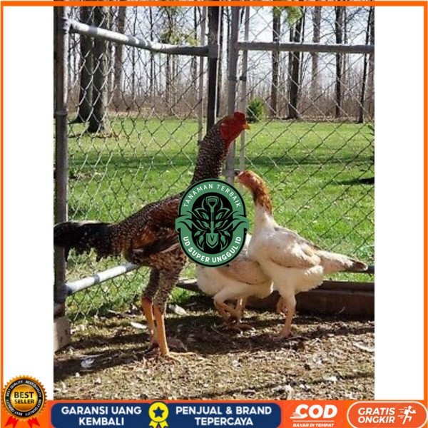 

TELUR AYAM GORILA LAYER PETELUR UNTUK DI TETASKAN UD_SUPER_UNGGUL_ID