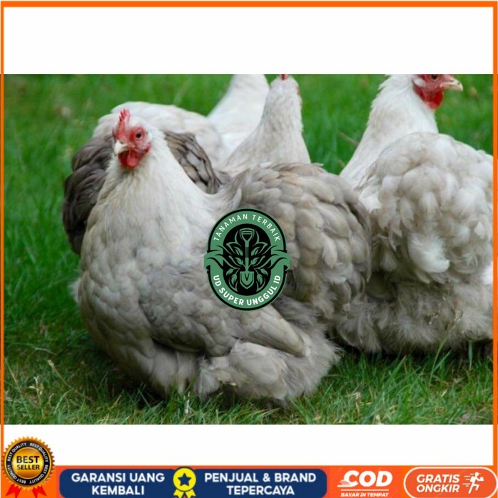 

Telur ayam hias bantam chocin fertil siap ditetaskan - bantam chocin UD_SUPER_UNGGUL_ID