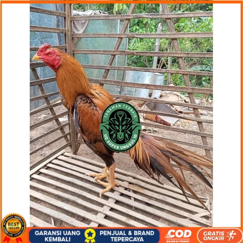 

telur tetas (10 butir) Telur Ayam Ekor Lidi Untuk Di tetaskan UD_SUPER_UNGGUL_ID