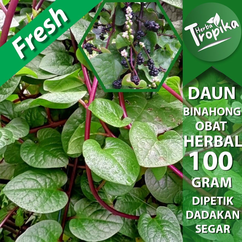 

Daun Binahong Segar 100 gram herbal alami herba tropika