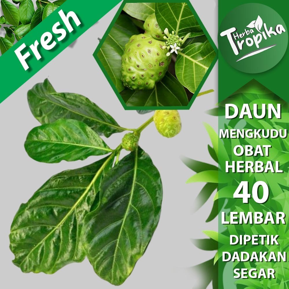 

Daun mengkudu segar isi 40 lembar Obat herbal alami herba tropika
