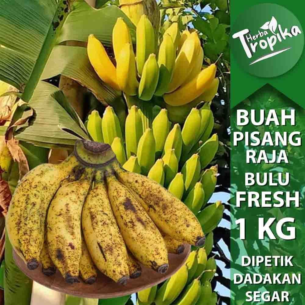 

Buah Pisang Raja Bulu 1 Sisir 1 kg Siap Matang toko herba tropika