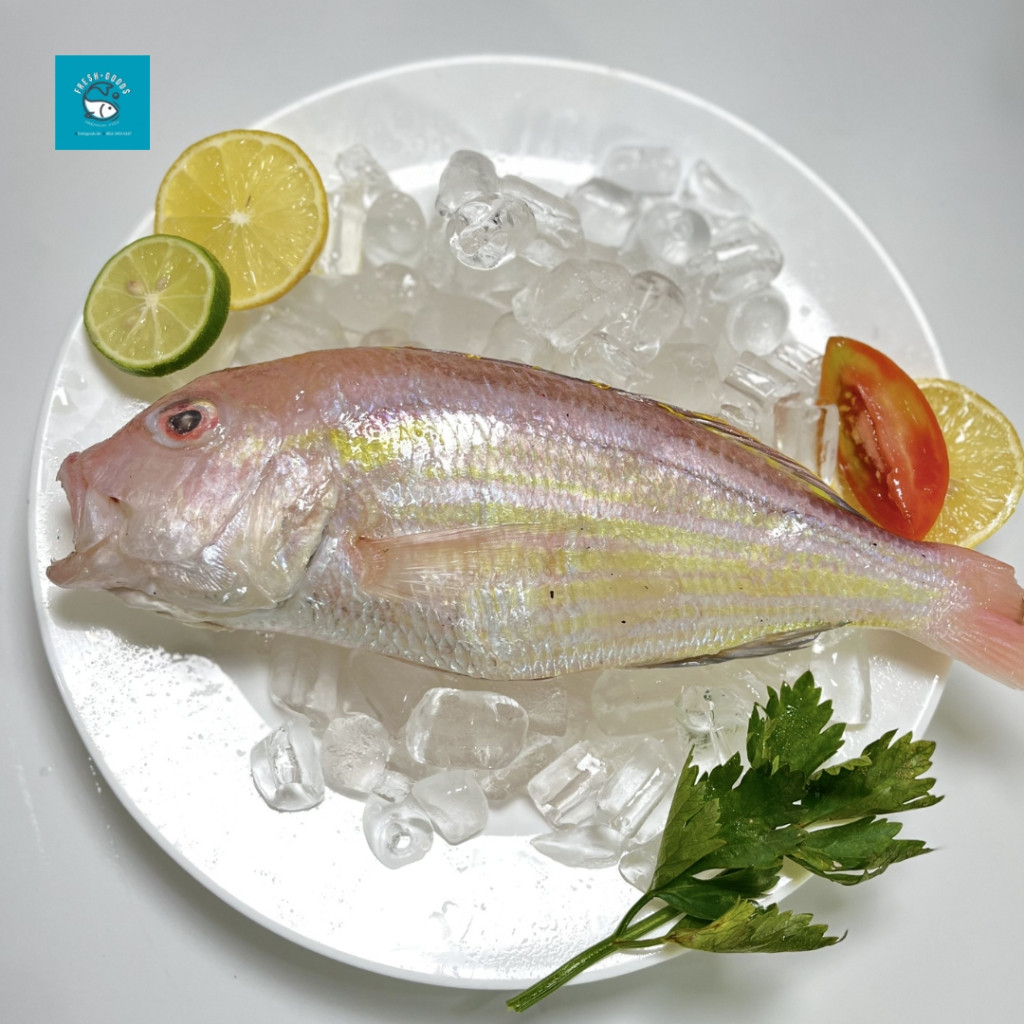 

Ikan Kurisi Premium / Ikan Terisi DIJAMIN SEGAR dan BERKUALITAS