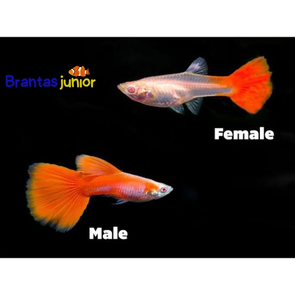 Hiasan aquarium guppy afr sepasang siap bred