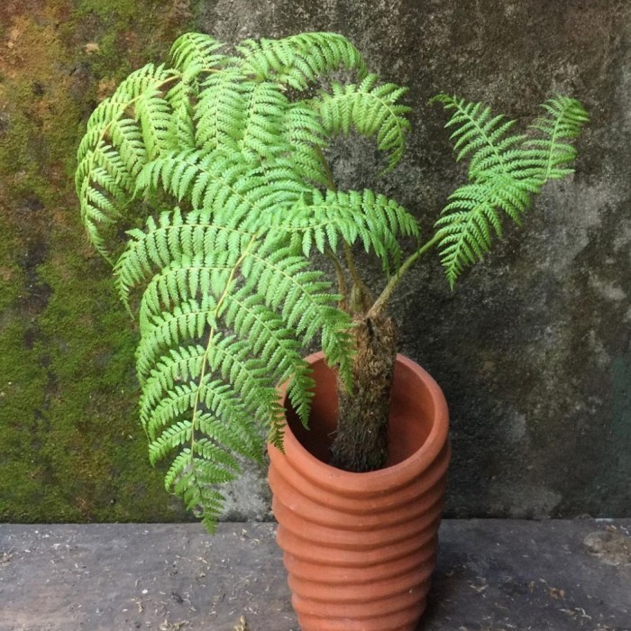 Tanaman hias pakis monyet - pohon pakis monyet