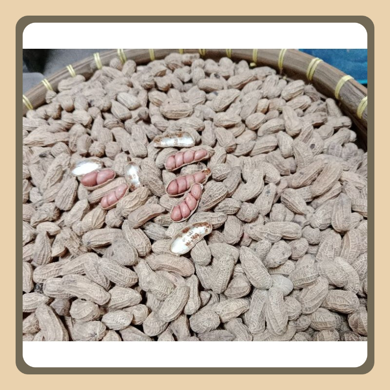 

KACANG KULIT SANGRAI BENDO 5 KILOGRAM