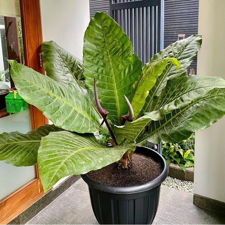 Tanaman hias Anthurium hookeri - Bibit tanaman hias Anthurium hookeri