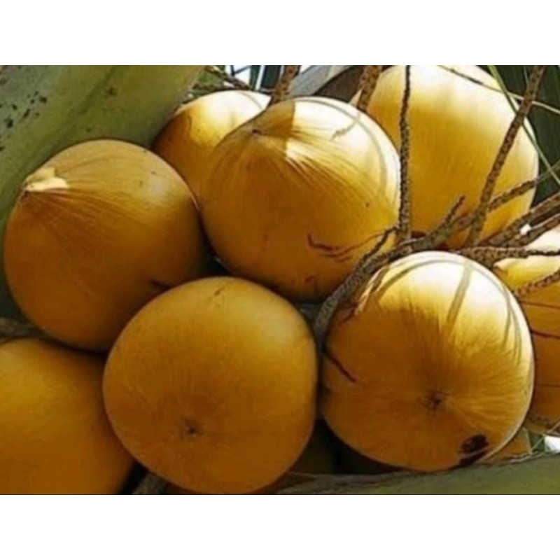 

Promo jual buah kelapa gading kuning muda segar 1kg Herbal COD