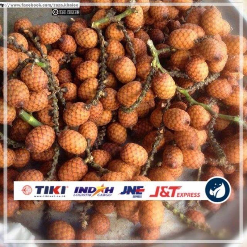 

Promo BUAH ROTAN HUTAN SEGAR ASLI 1KG SIAP KIRIM 1 COD