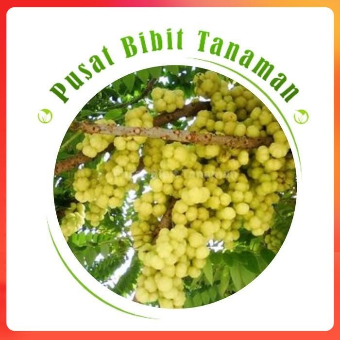 Bibit Tanaman Cermai Pohon Ceremai Bibit Buah Cermai Bibit Cermay