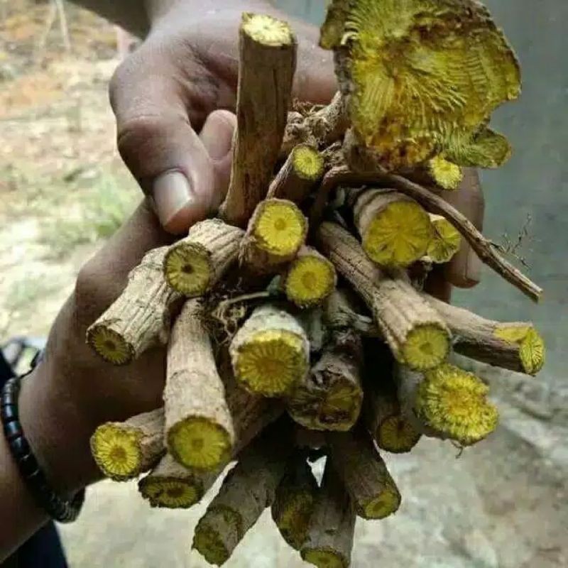 

AKAR KAYU KUNING LANGKA HERBAL ALAMI 500grm