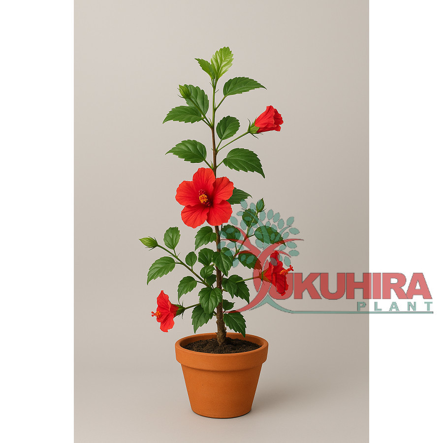tanaman hias bunga sepatu merah bali / pucuk arjuna