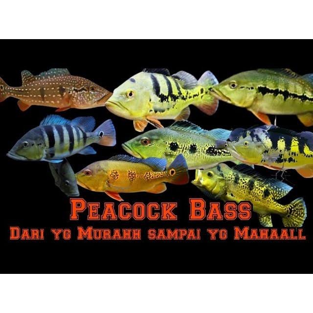 hiasan akuarium pbass mono pbass kalberi 7-8cm pibas tankmate hias
