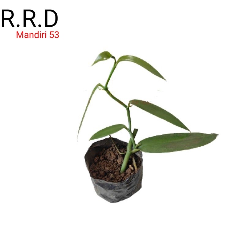 Promo Bibit vanili 1 ruas cut vanilla paneli vaneli vania kualitas unggul