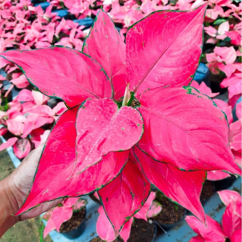 Tanaman Hias Aglonema Pink Catrina/Tanaman Hias Merah Cantik Murah/Aglonema merah