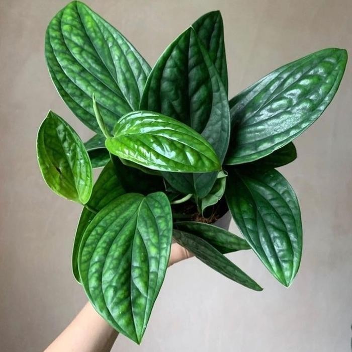 Tanaman hias sirih badak/Tanaman gantung - Murah