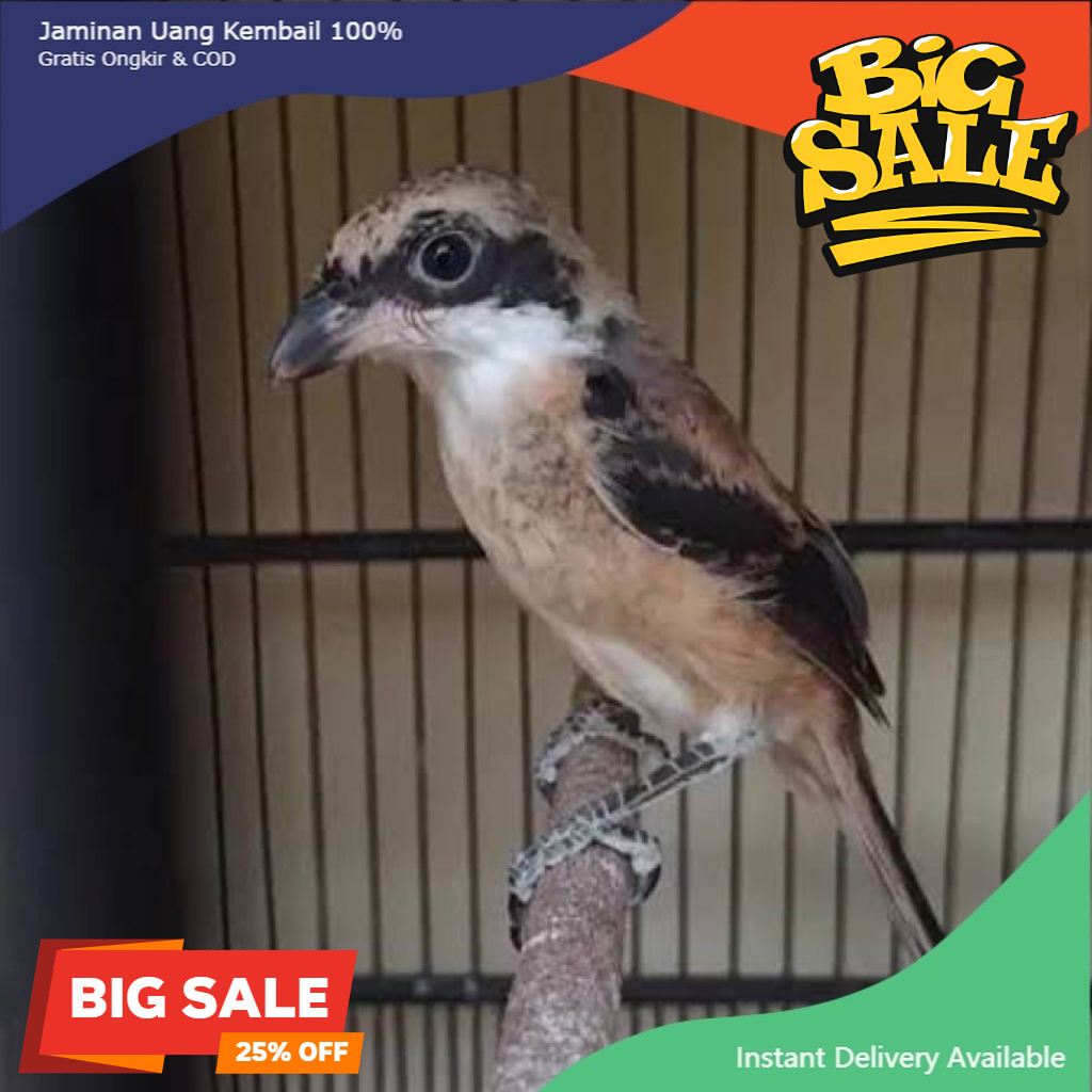 Burung Pentet Trotol mandiri pilihn istimewa