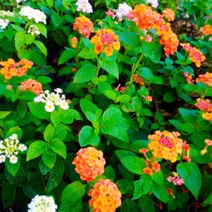 tanaman lantana bunga putih siap - pohon lantana bunga putih - oren