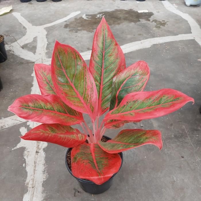 Aglonema Khanza Lokal Aglo - Aglonema Murah