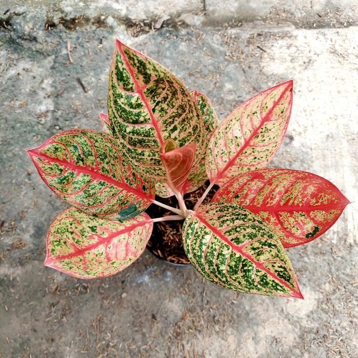 Aglonema Diana - Aglo - Aglonema PROMO MURAH