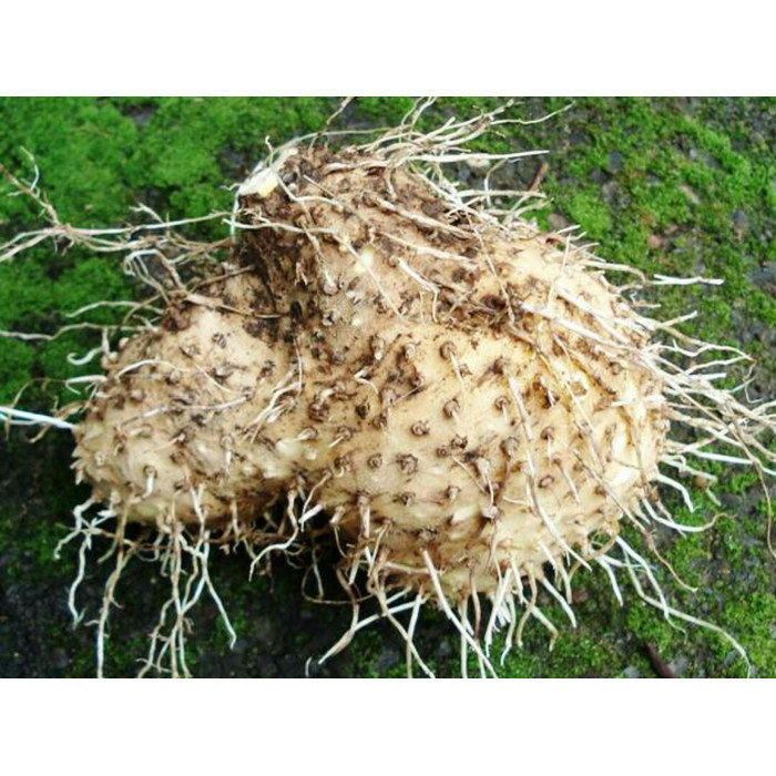 

1kg Umbi Gadung Segar organik obat herabl kusta dll