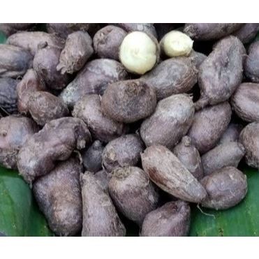 

Kentang hitam berkualitas 1 kg