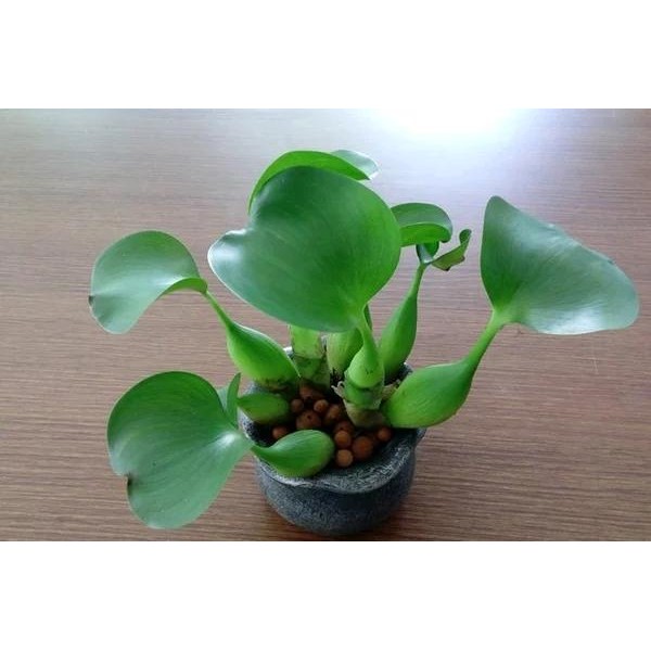 eceng gondok - tanaman air - eceng gondok