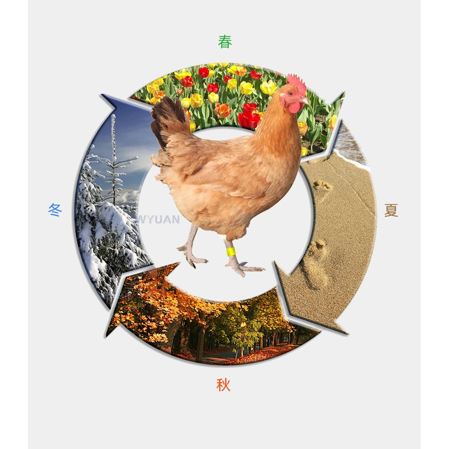 

duck chicken goose RFID UHF foot ring rings tags tag RF passive cards