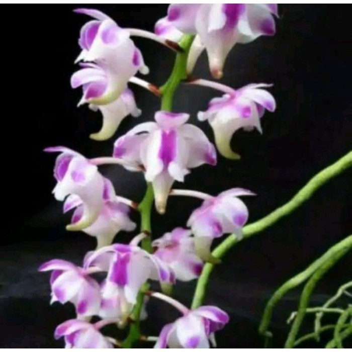 

New anggrek aerides odorata/anggrek kuku macan dewasa .