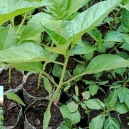 bibit Tanaman cabe Merah Keriting Unggul dan Tahan Virus