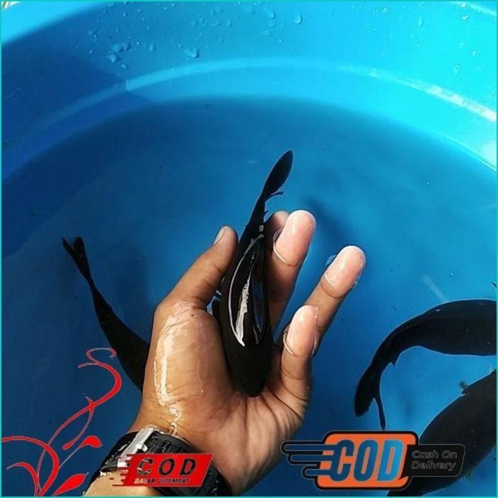 arstistik BISMILLAH IKAN KOI HAJIRO / KARASU BLITAR 15-18 CM ALISUP