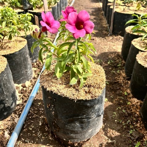 Tanaman Bunga Alamanda - bunga alamanda - tanaman hias alamanda - tanaman rambat