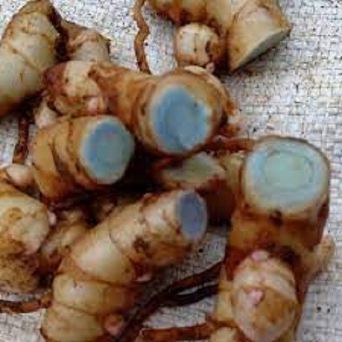 

temu ireng / temu hitam segar 1 kg