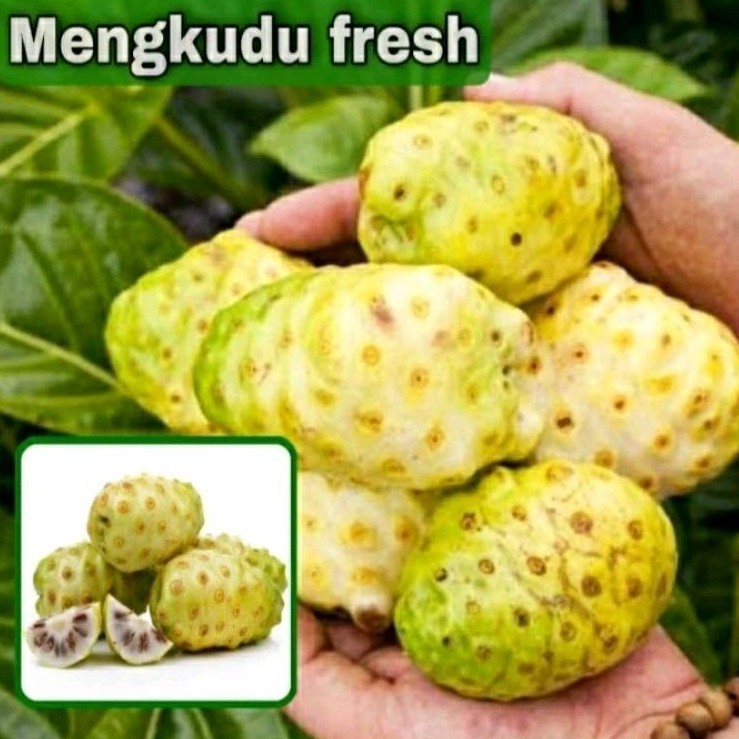 

HalimunHerbal Buah Mengkudu / Mengkudu Segar Siap Kirim Perpaket 1 Kg