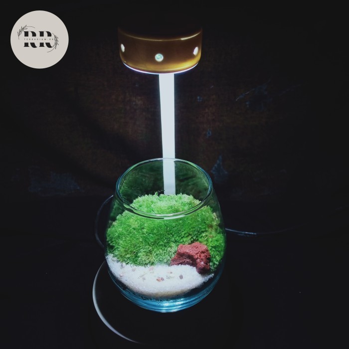 

Terrarium simpel spesial gift - Souvernir & Hampers indoor decoration