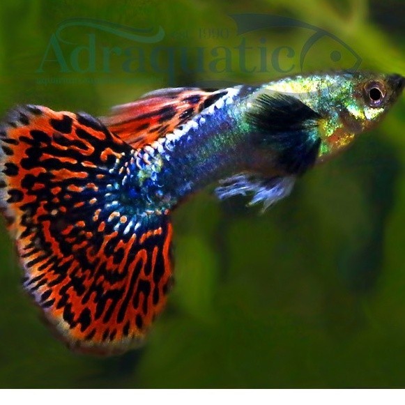 IKAN HIAS GUPPY HALFMOON AIR TAWAR AQUARIUM AQUASCAPE
